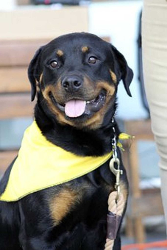 What Dog Behaviors Bother