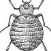 What Will Kill Stink Bugs