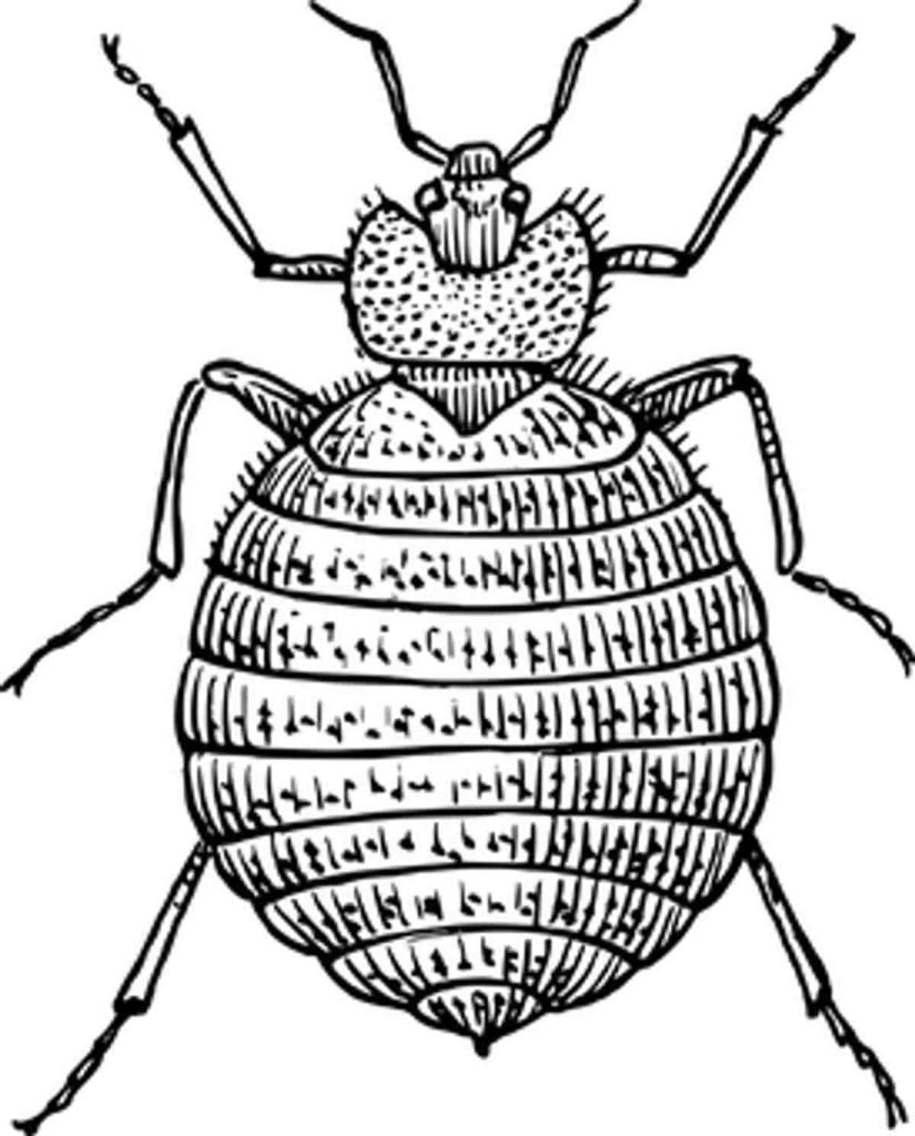 What Will Kill Stink Bugs