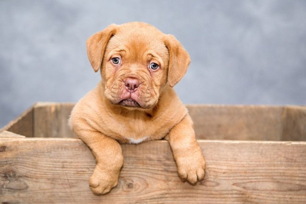 namefordogs