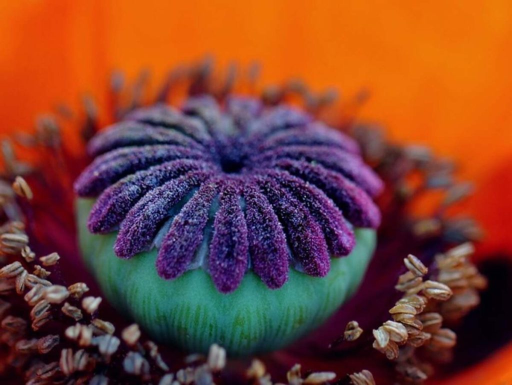 Dried poppy pods