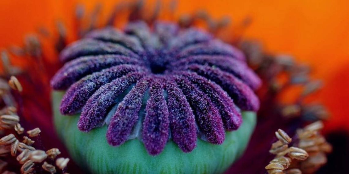 Dried poppy pods