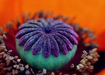 Dried poppy pods