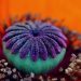 Dried poppy pods