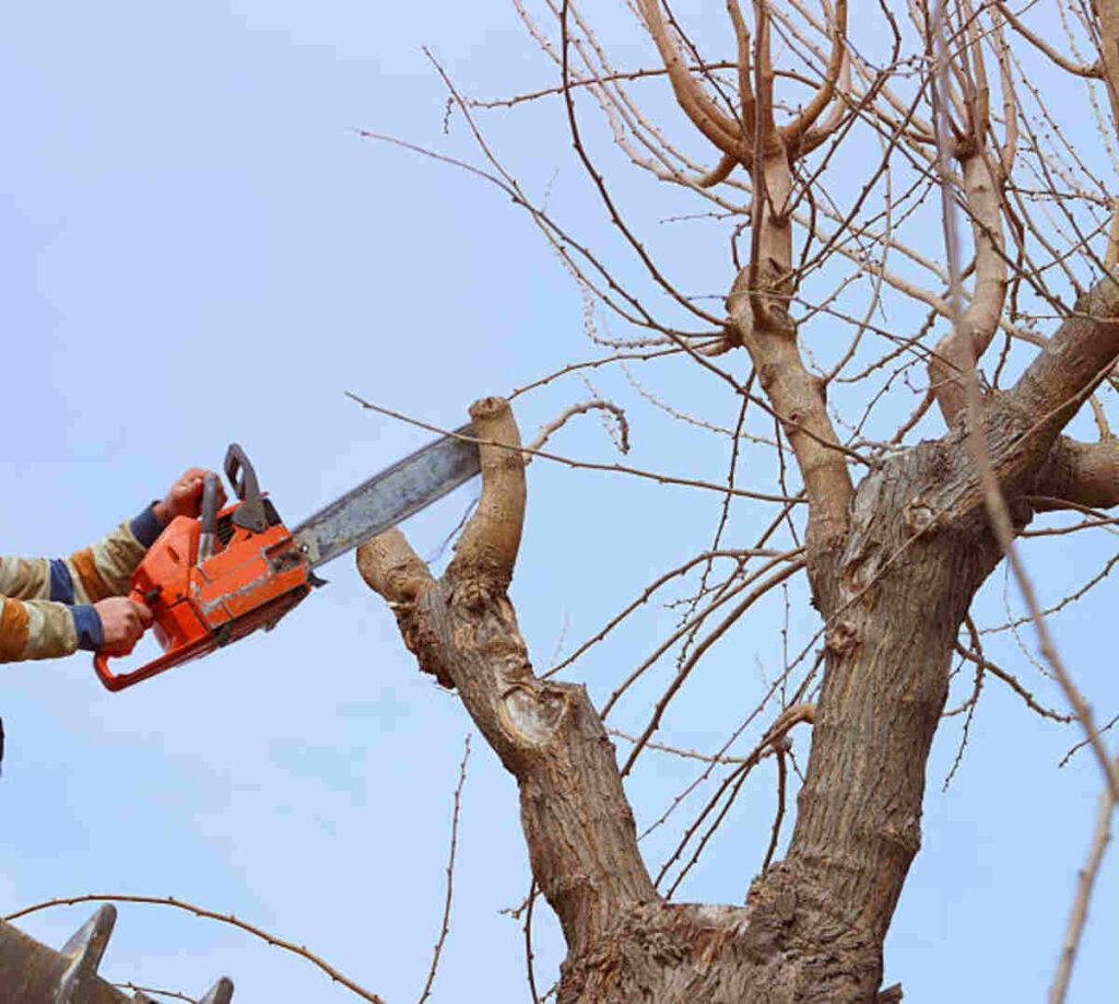tree service cupertino