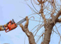 tree service cupertino