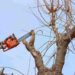 tree service cupertino