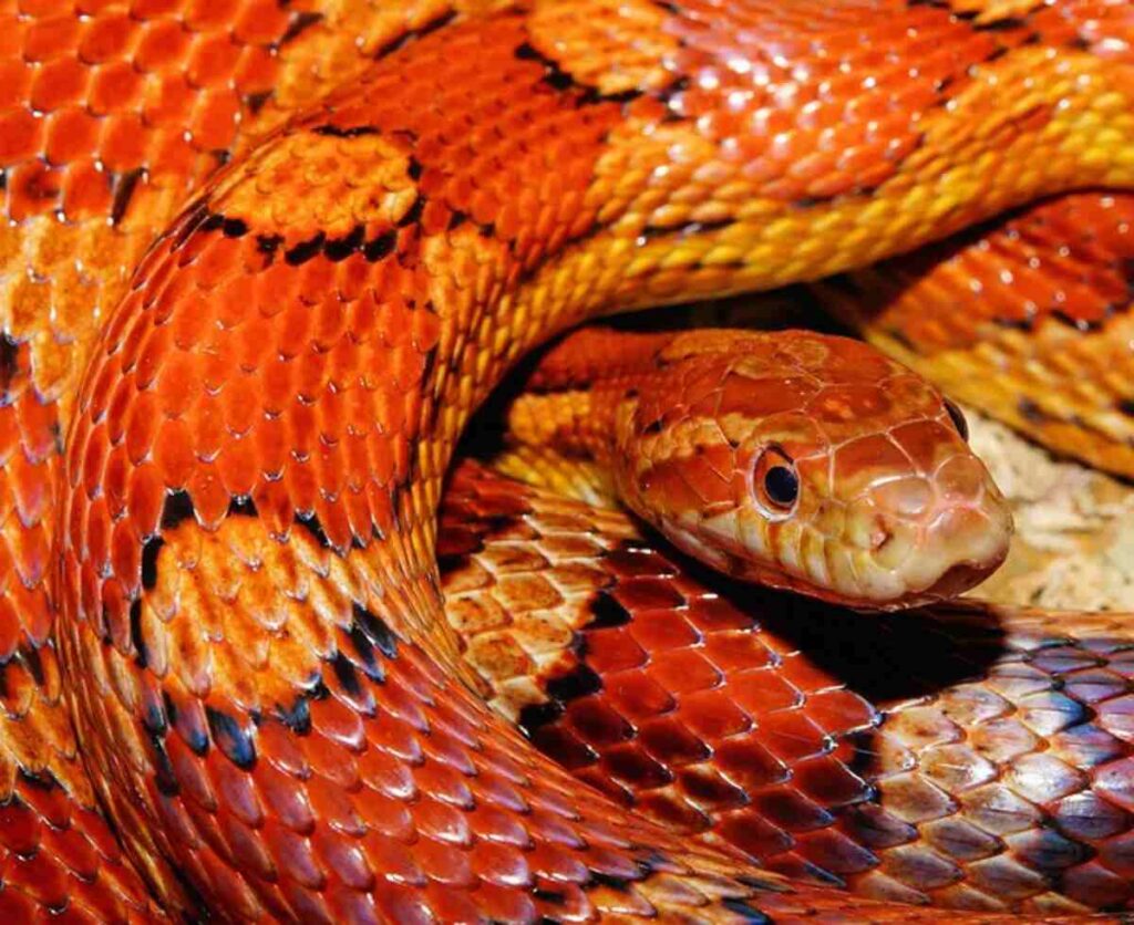 Conservation Efforts for Eastern Indigo Snakes